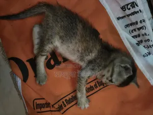 0-1 month Female Mixed Breed Bengal
