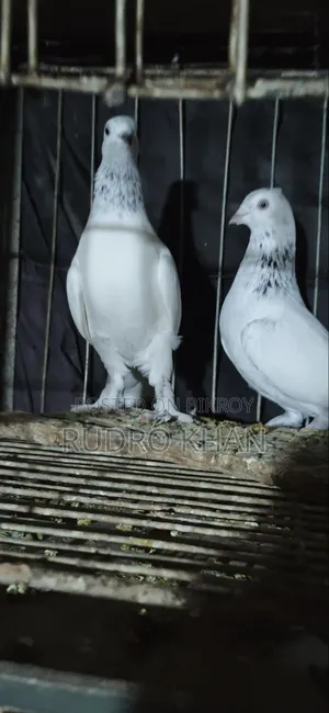 Good Quality Pigeon