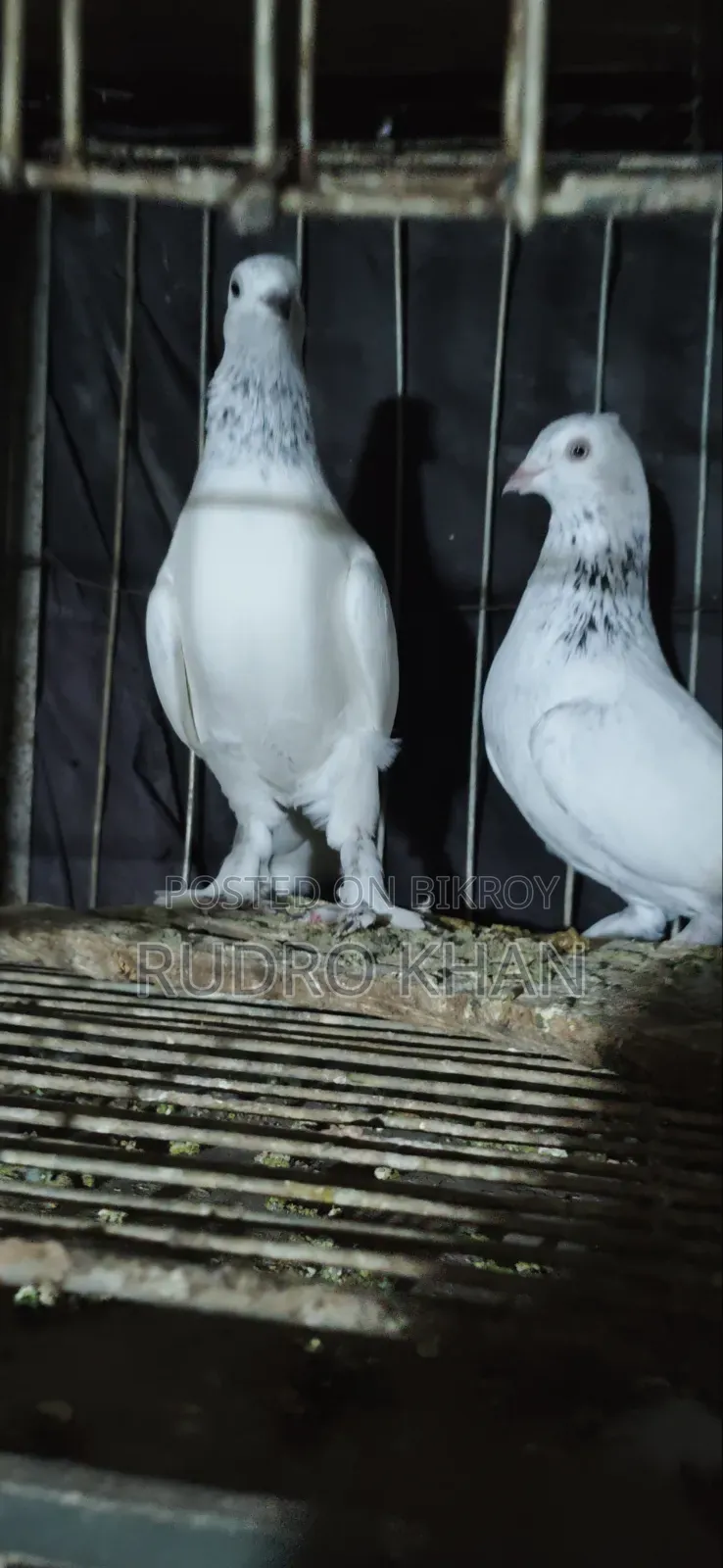 Good Quality Pigeon