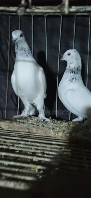 Good Quality Pigeon
