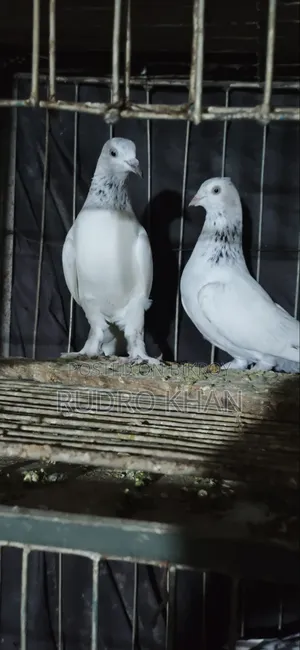 Good Quality Pigeon