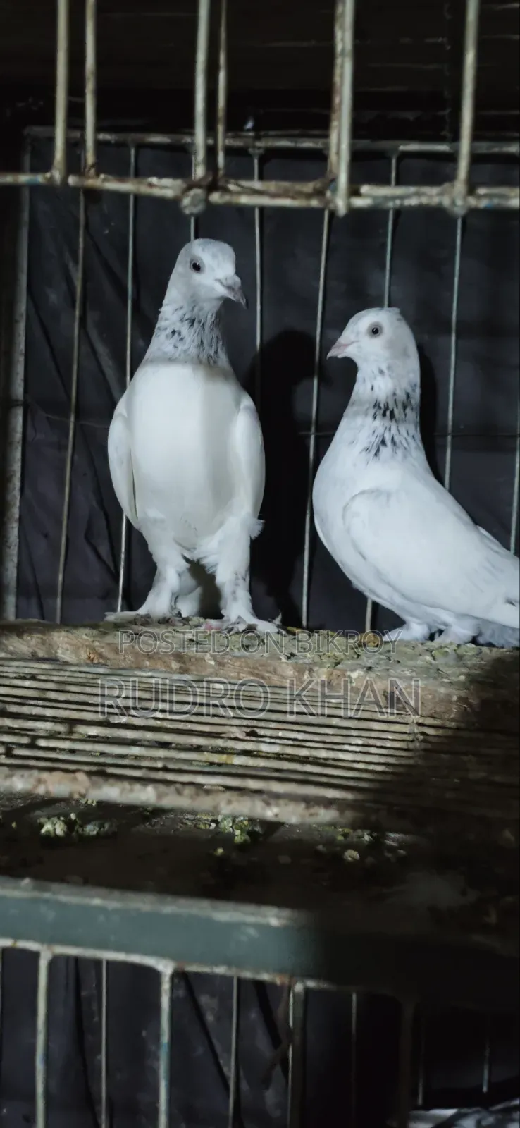 Good Quality Pigeon