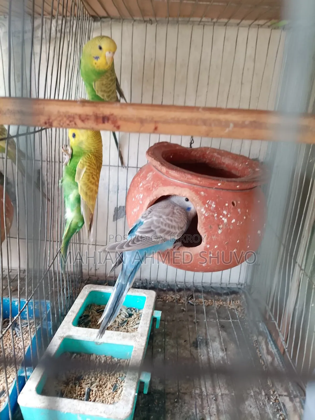 পাখি বিক্রি হবে