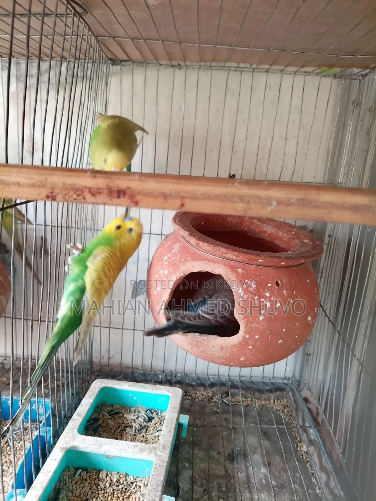 পাখি বিক্রি হবে