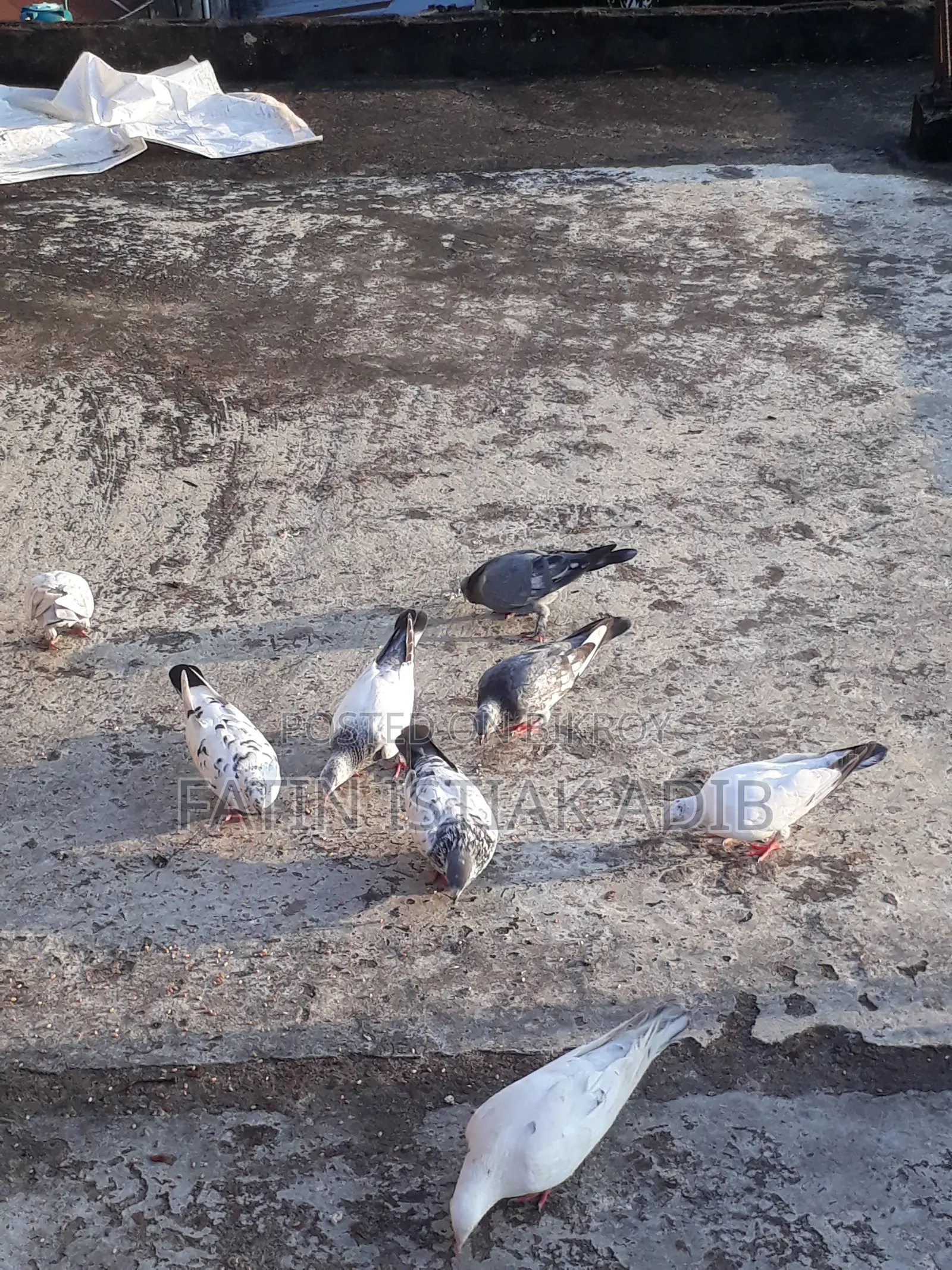 Pigeon Sell Call
