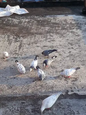 Pigeon Sell Call