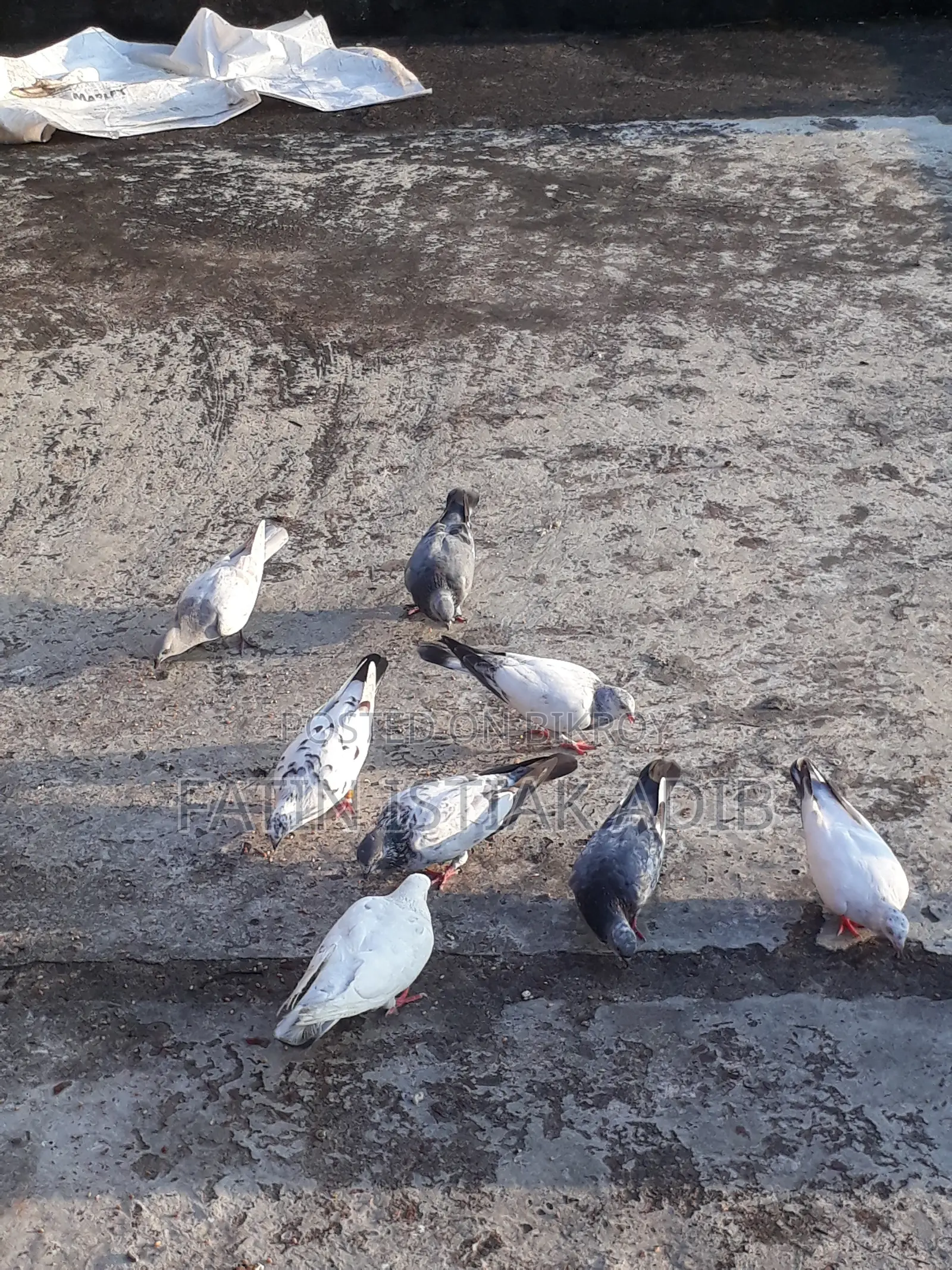 Pigeon Sell Call