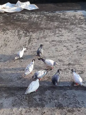 Pigeon Sell Call