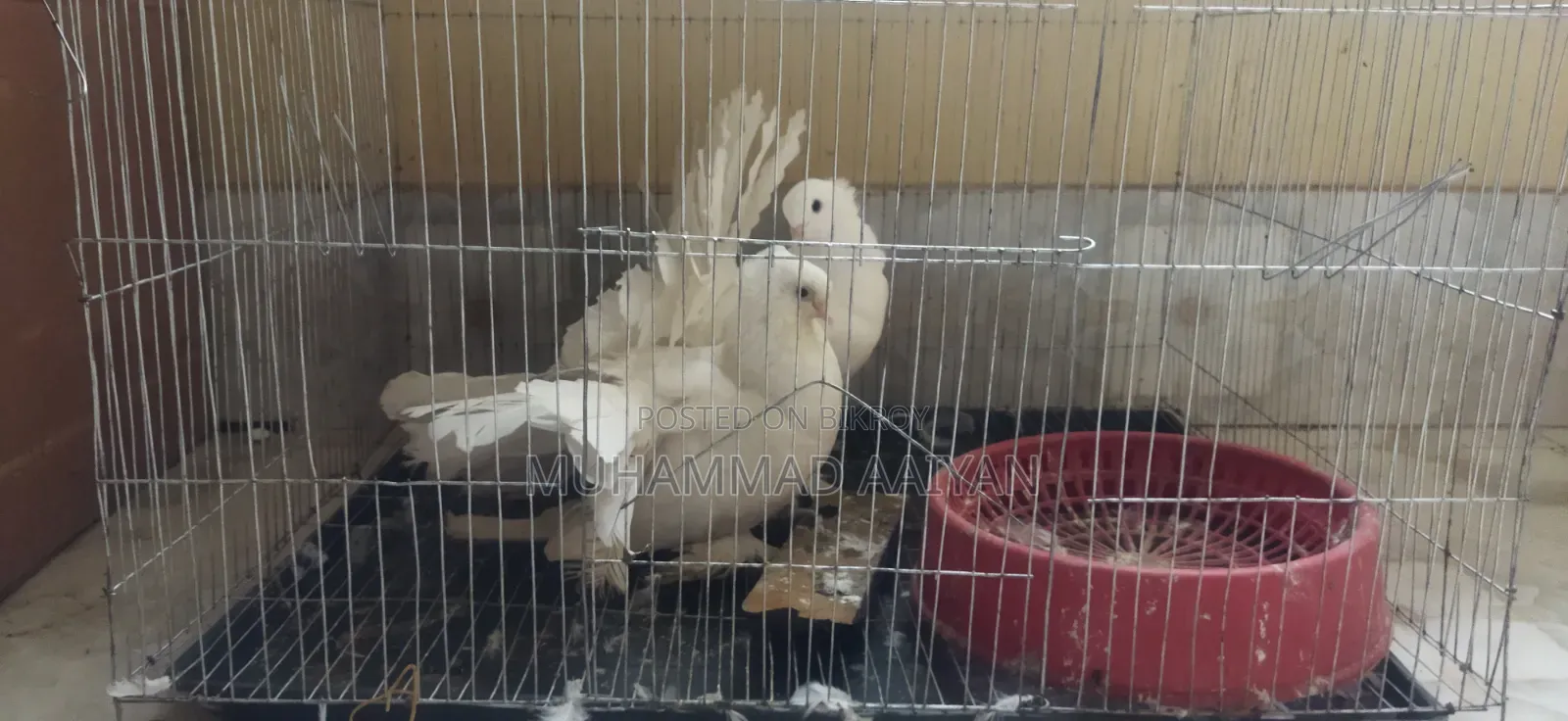 এক জোড়া ময়ূরপঙ্খি কবুতর।