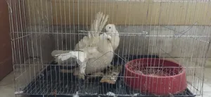 এক জোড়া ময়ূরপঙ্খি কবুতর।