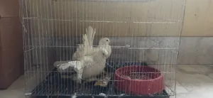 এক জোড়া ময়ূরপঙ্খি কবুতর।
