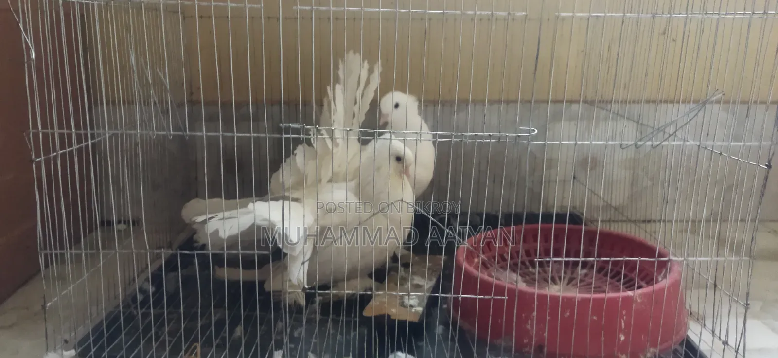 এক জোড়া ময়ূরপঙ্খি কবুতর।