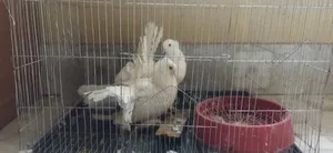 এক জোড়া ময়ূরপঙ্খি কবুতর।