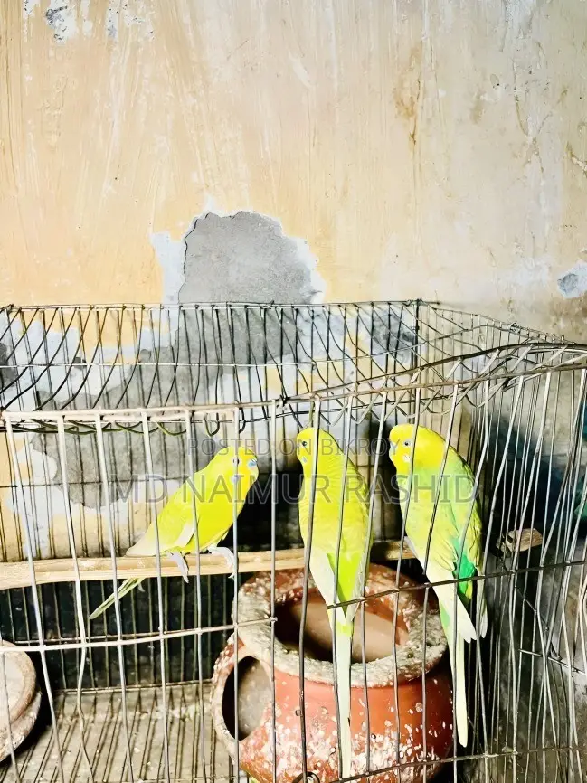 ২টি ডিমসহ ১ জোড়া এবং বিক্রির জন্য ২টি পূর্ণবয়স্ক পুরুষ পাখি