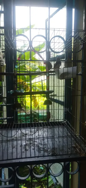 এক জোড়া মাষ্টার পেয়ার জেব্রা ফিন্স