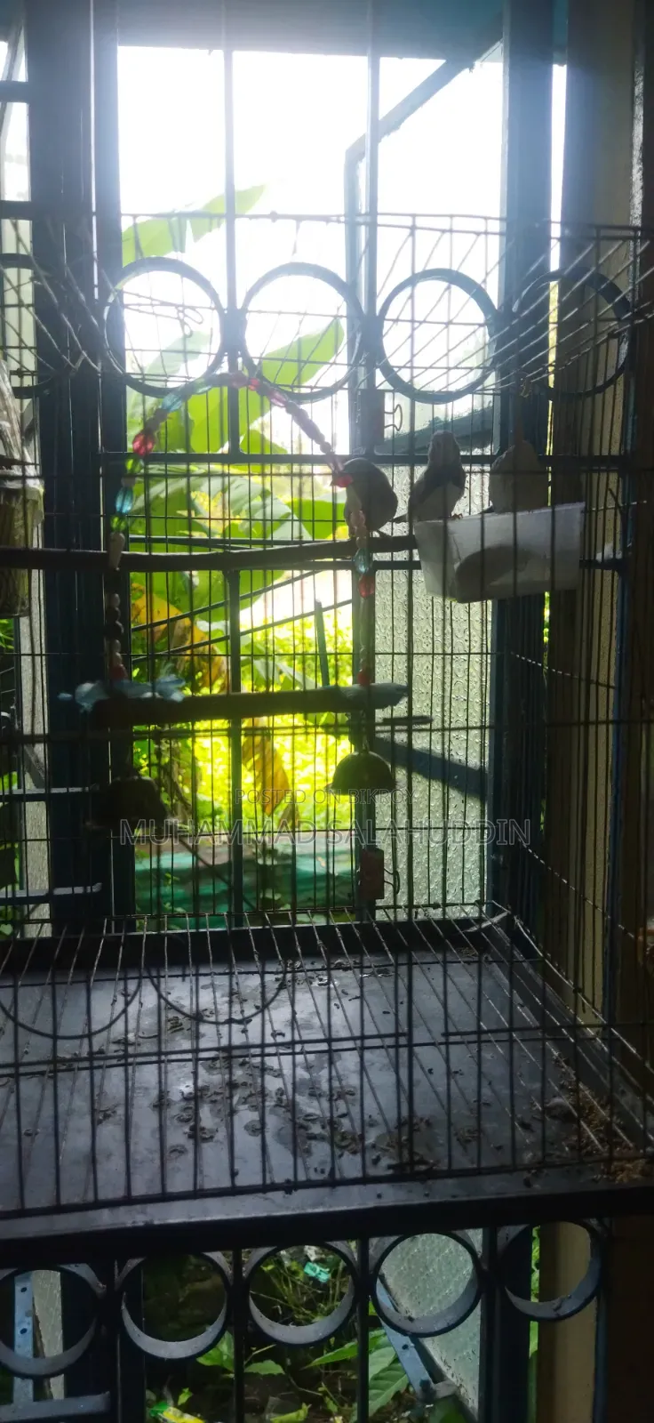 এক জোড়া মাষ্টার পেয়ার জেব্রা ফিন্স