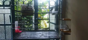 এক জোড়া মাষ্টার পেয়ার জেব্রা ফিন্স