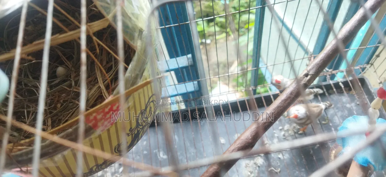 এক জোড়া মাষ্টার পেয়ার জেব্রা ফিন্স