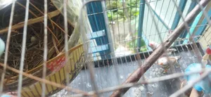 এক জোড়া মাষ্টার পেয়ার জেব্রা ফিন্স