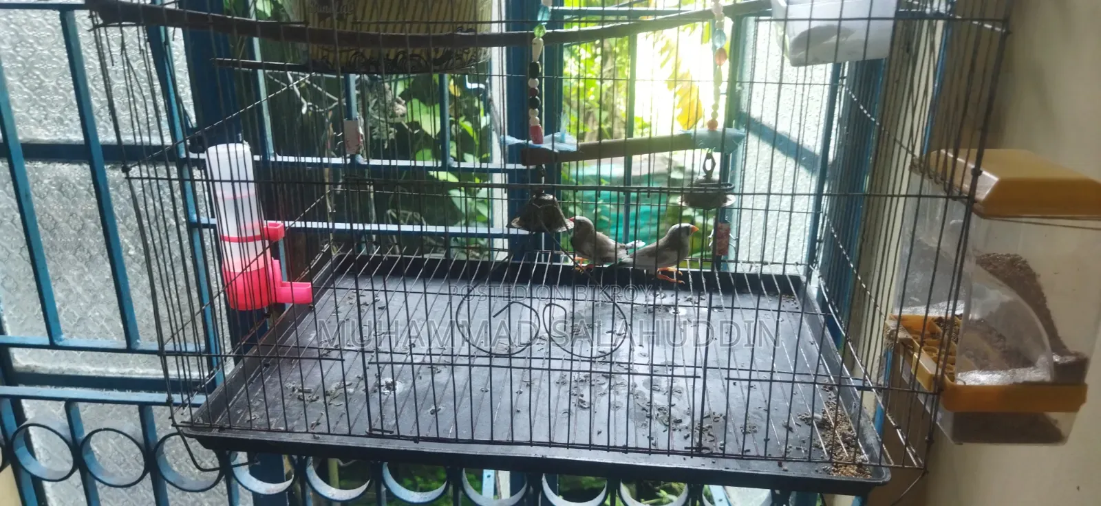 এক জোড়া মাষ্টার পেয়ার জেব্রা ফিন্স