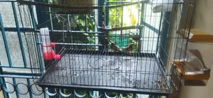 এক জোড়া মাষ্টার পেয়ার জেব্রা ফিন্স