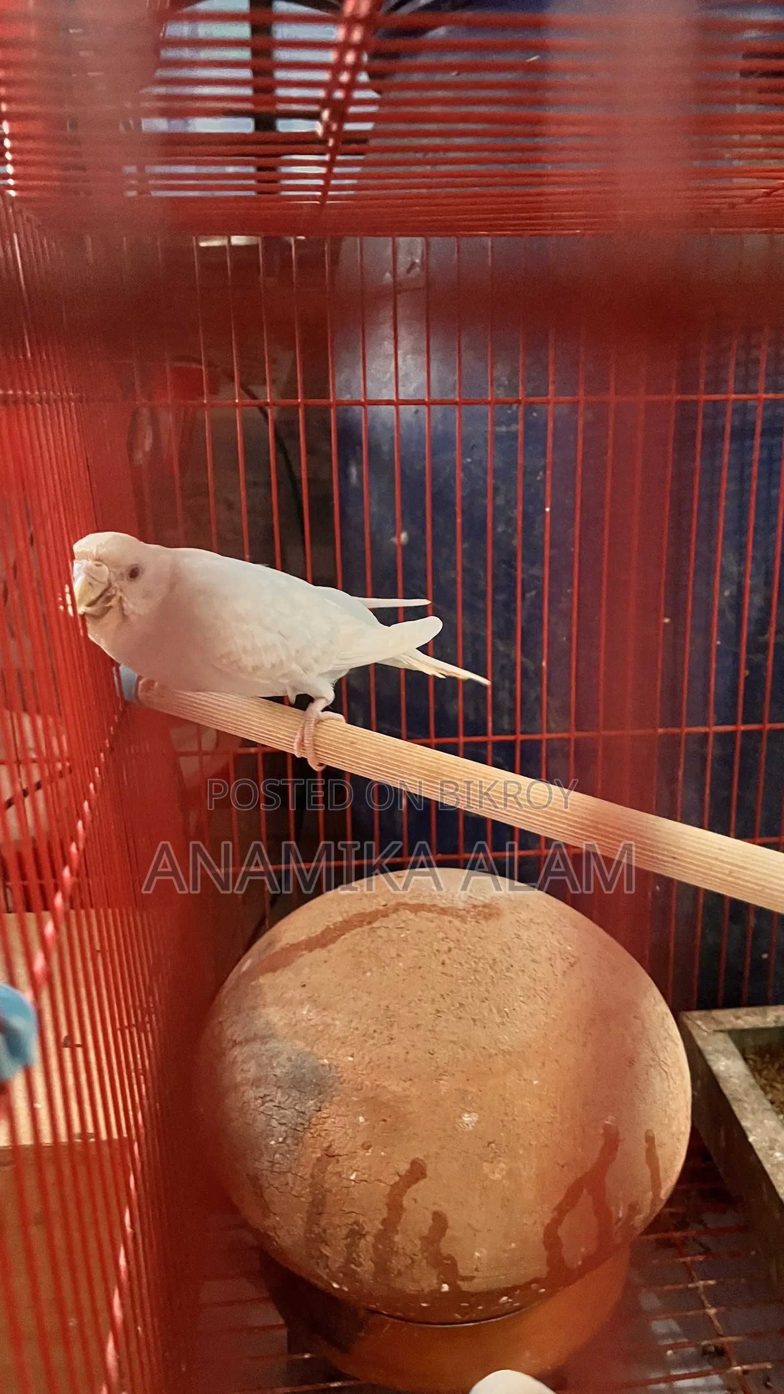 জরুরী ভিত্তিতে ১০টি অ্যাডাল্ট বাজরিগার পাখি বিক্রি করা হবে