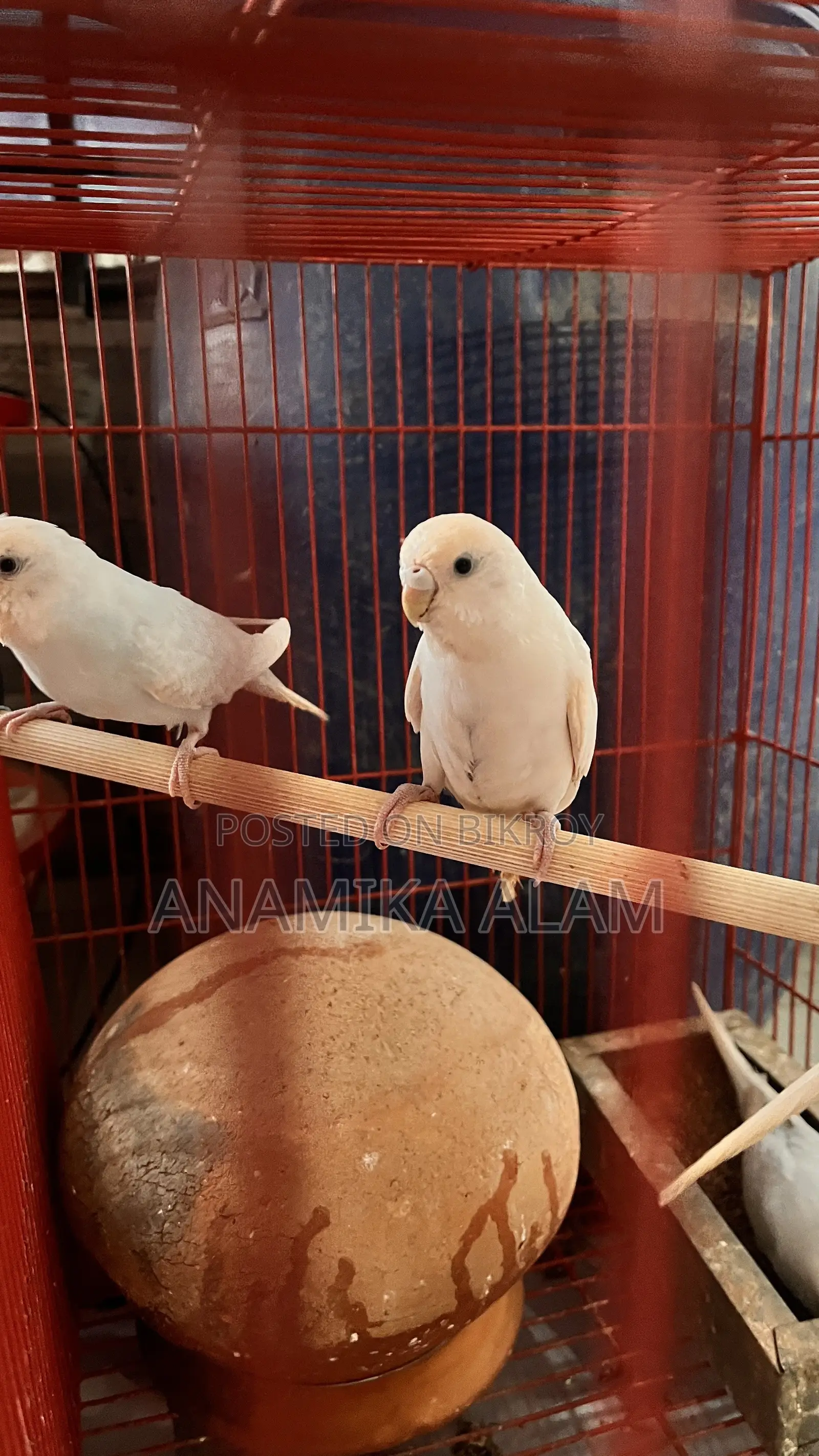 জরুরী ভিত্তিতে ১০টি অ্যাডাল্ট বাজরিগার পাখি বিক্রি করা হবে