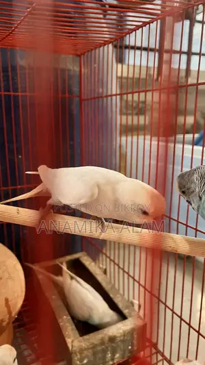 জরুরী ভিত্তিতে ১০টি অ্যাডাল্ট বাজরিগার পাখি বিক্রি করা হবে