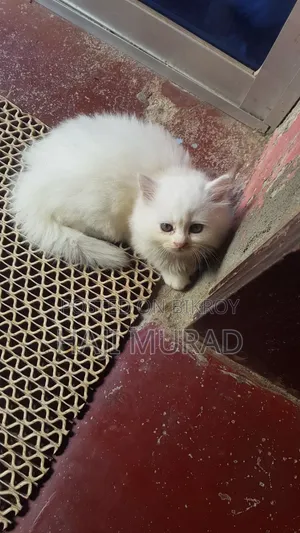 1-3 months Female Purebred Persian