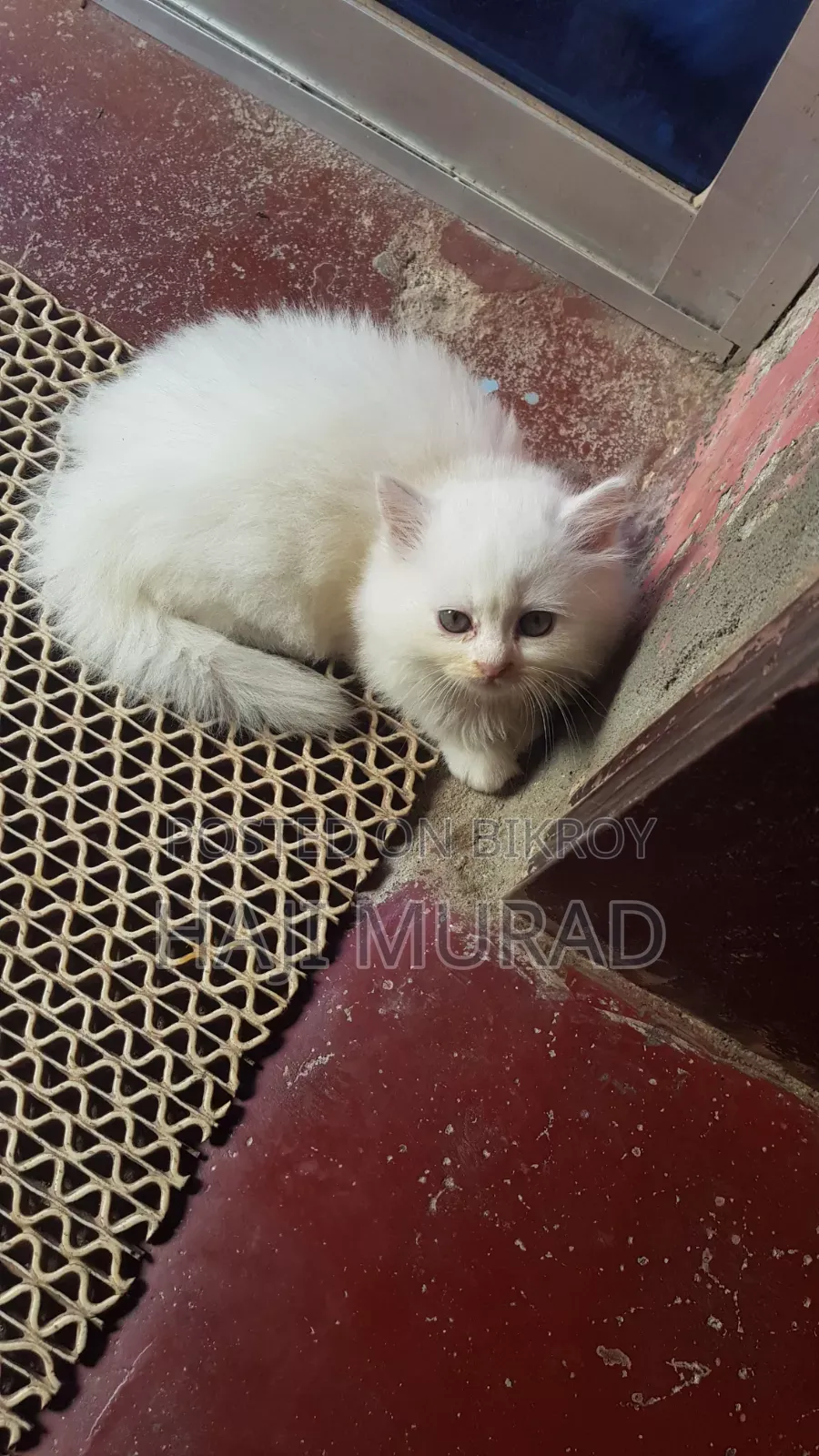 1-3 months Female Purebred Persian