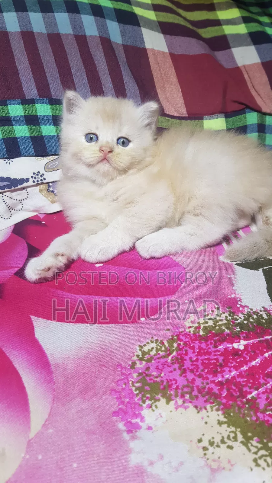1-3 months Female Purebred Persian