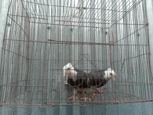 Pigeon Chicks