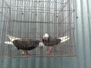 Pigeon Chicks