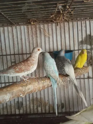 Diamond Dove Female