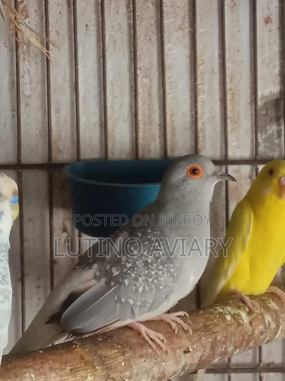 Diamond Dove Female
