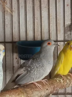 Diamond Dove Female