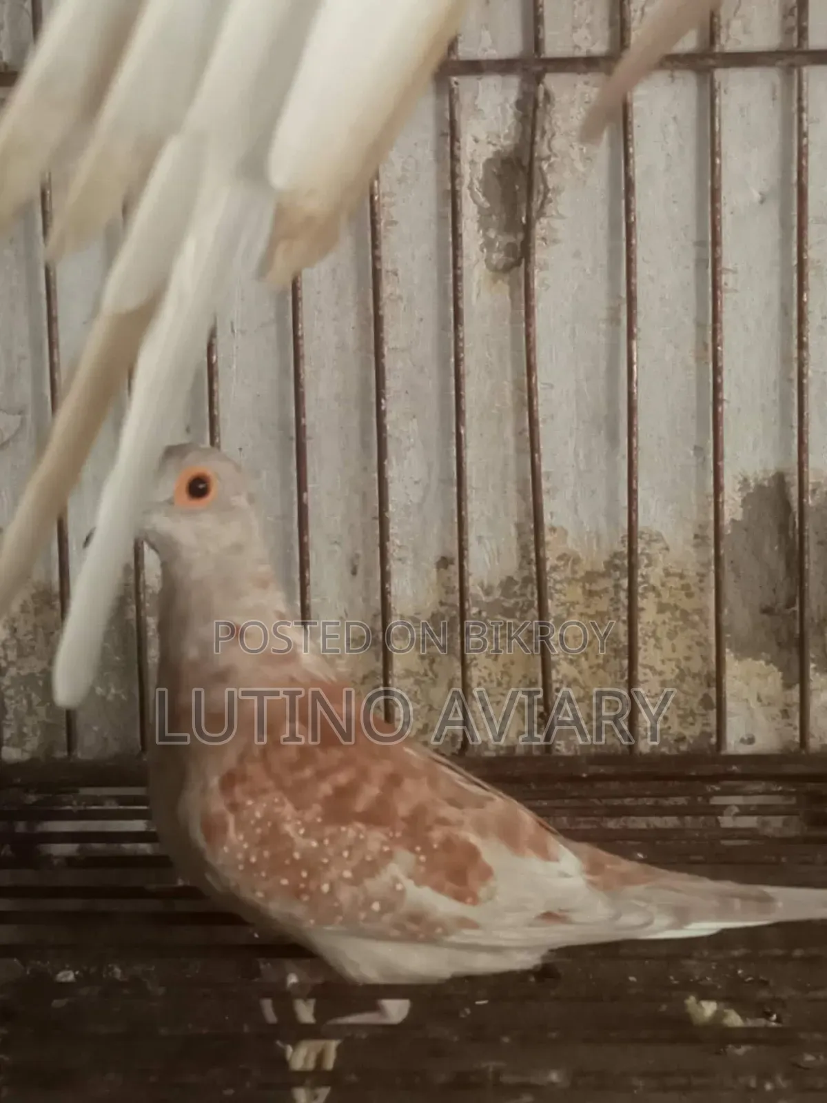 Diamond Dove Female