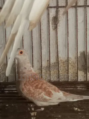 Diamond Dove Female