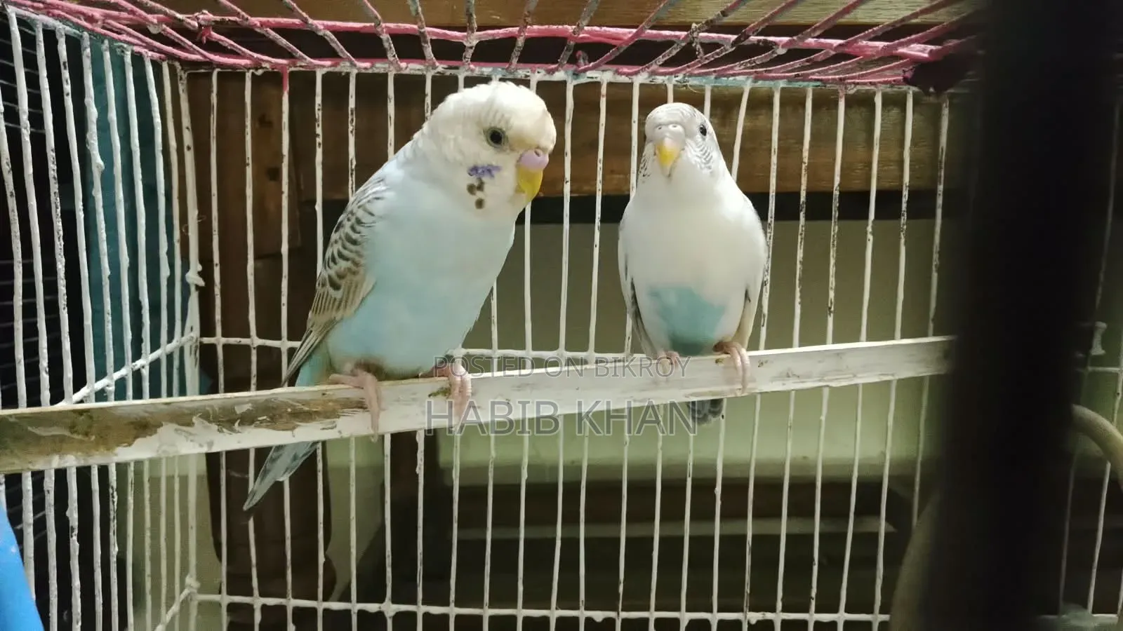 বাজিগর পাখি