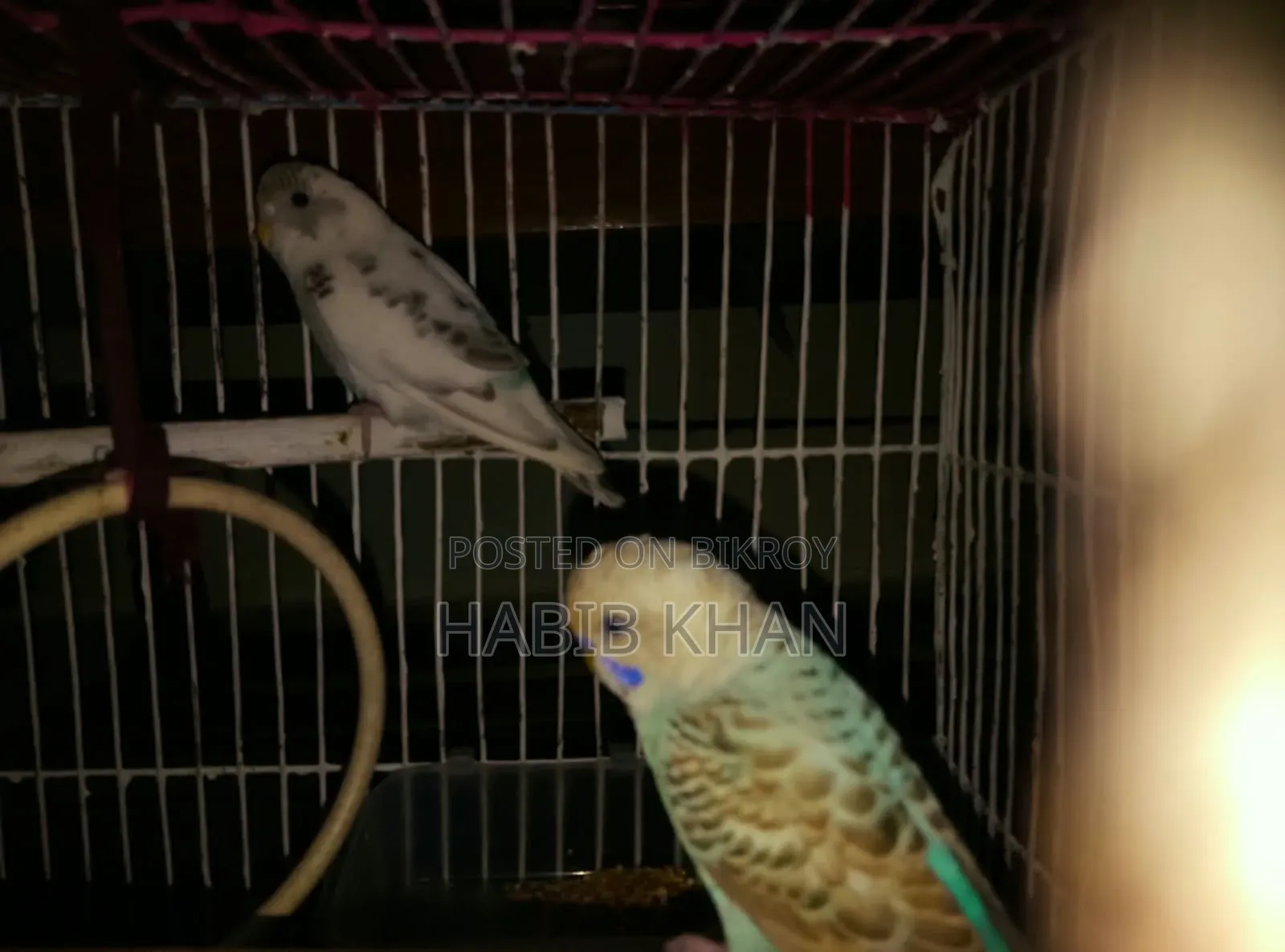 বাজিগর পাখি