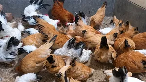 Japanese Bantam Rooster and Hen
