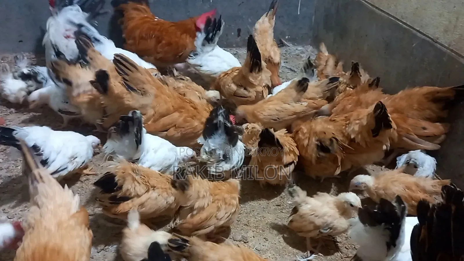 Japanese Bantam Rooster and Hen