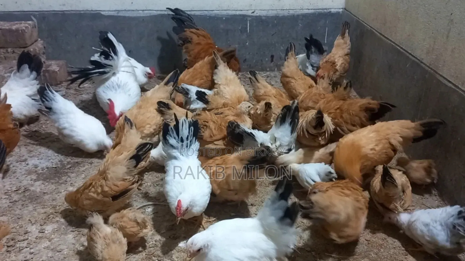 Japanese Bantam Rooster and Hen