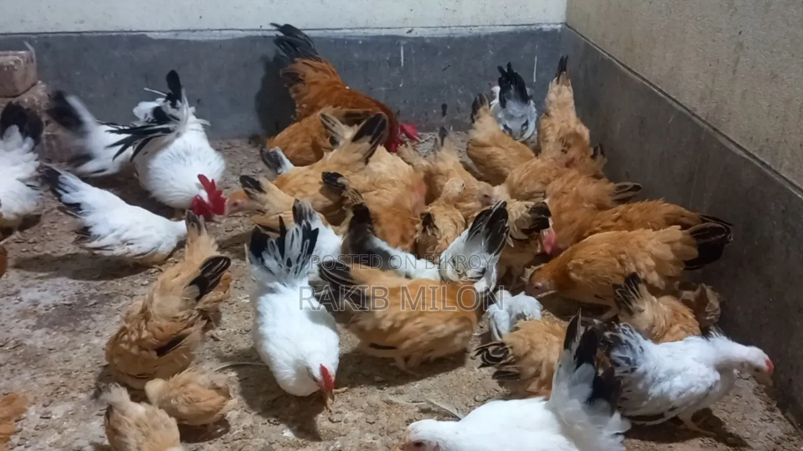 Japanese Bantam Rooster and Hen