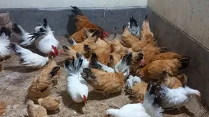 Japanese Bantam Rooster and Hen
