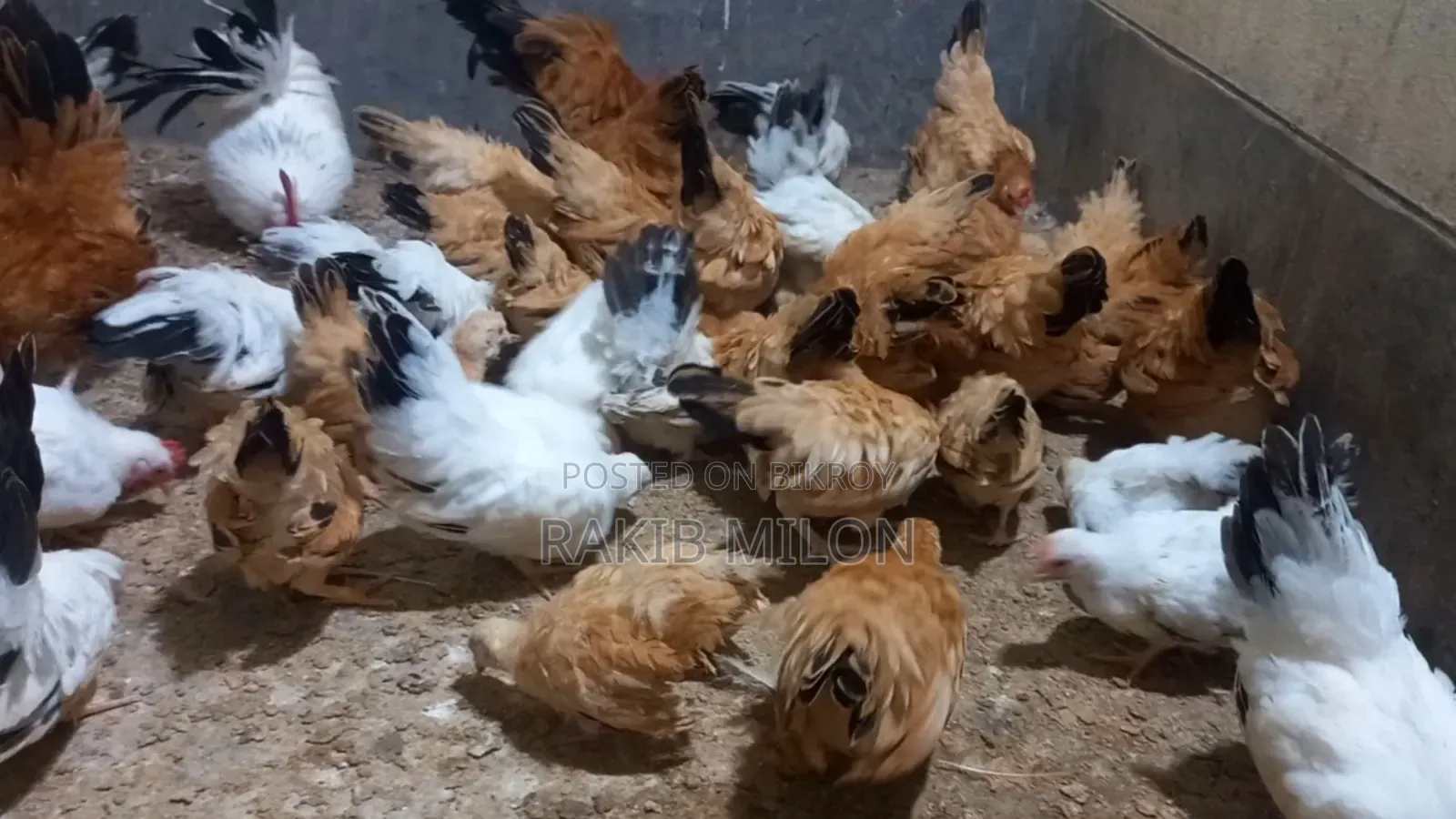 Japanese Bantam Rooster and Hen
