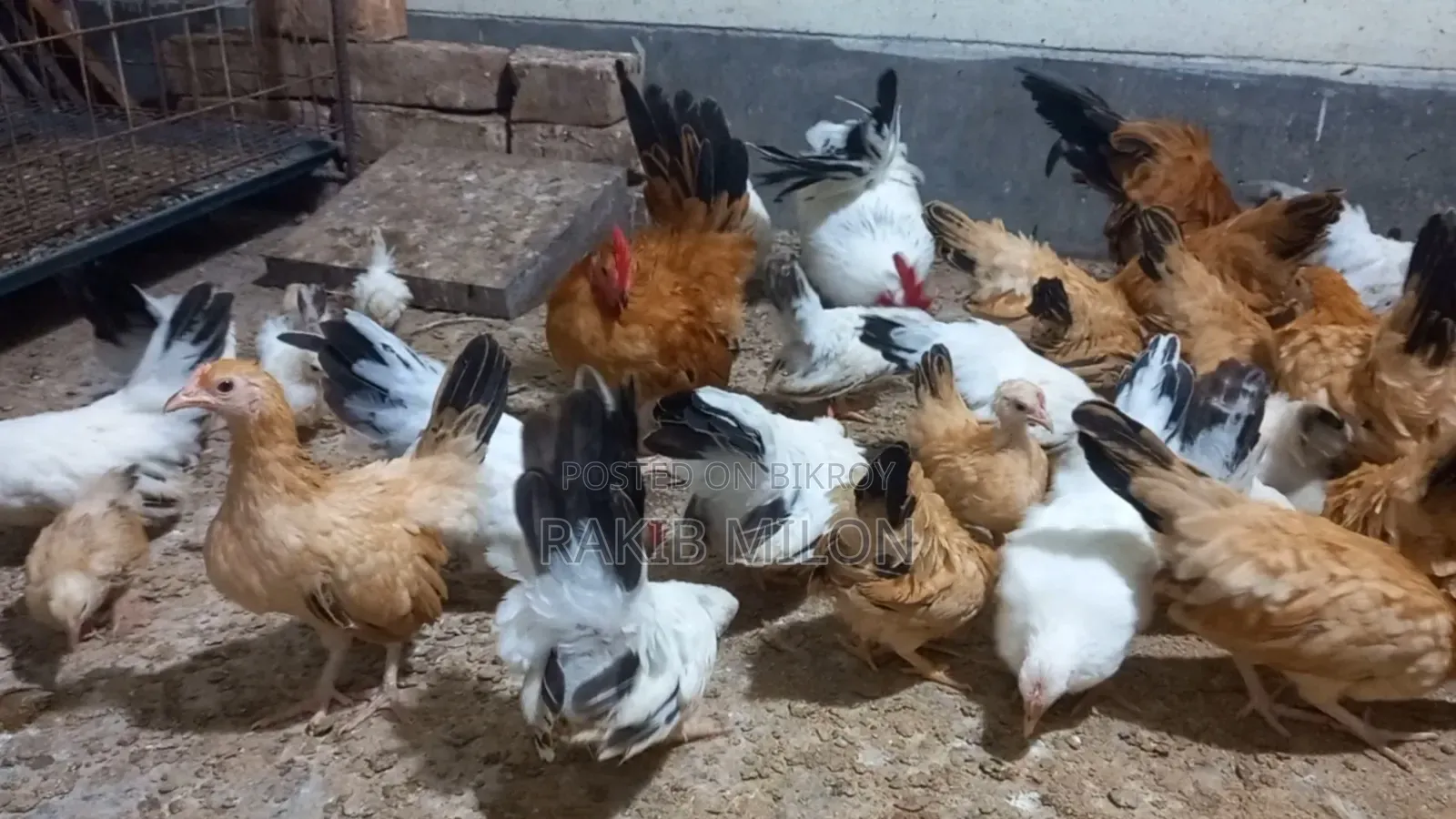 Japanese Bantam Rooster and Hen