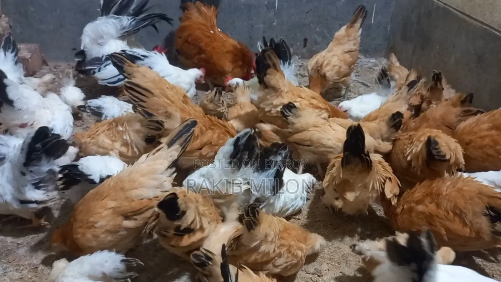 Japanese Bantam Rooster and Hen