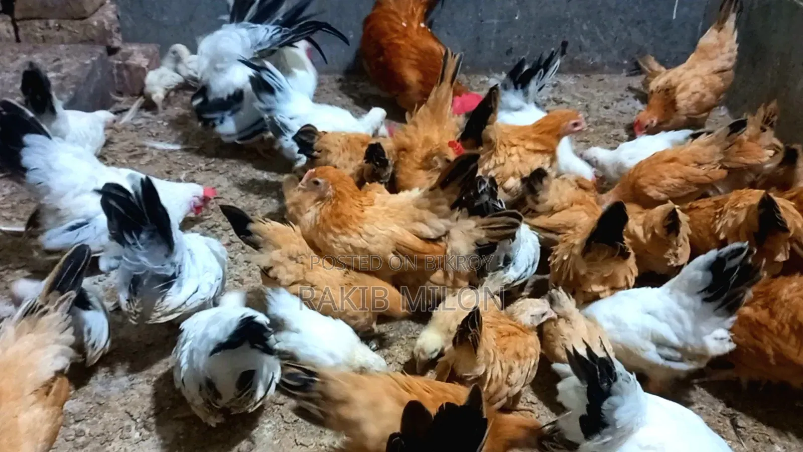 Japanese Bantam Rooster and Hen