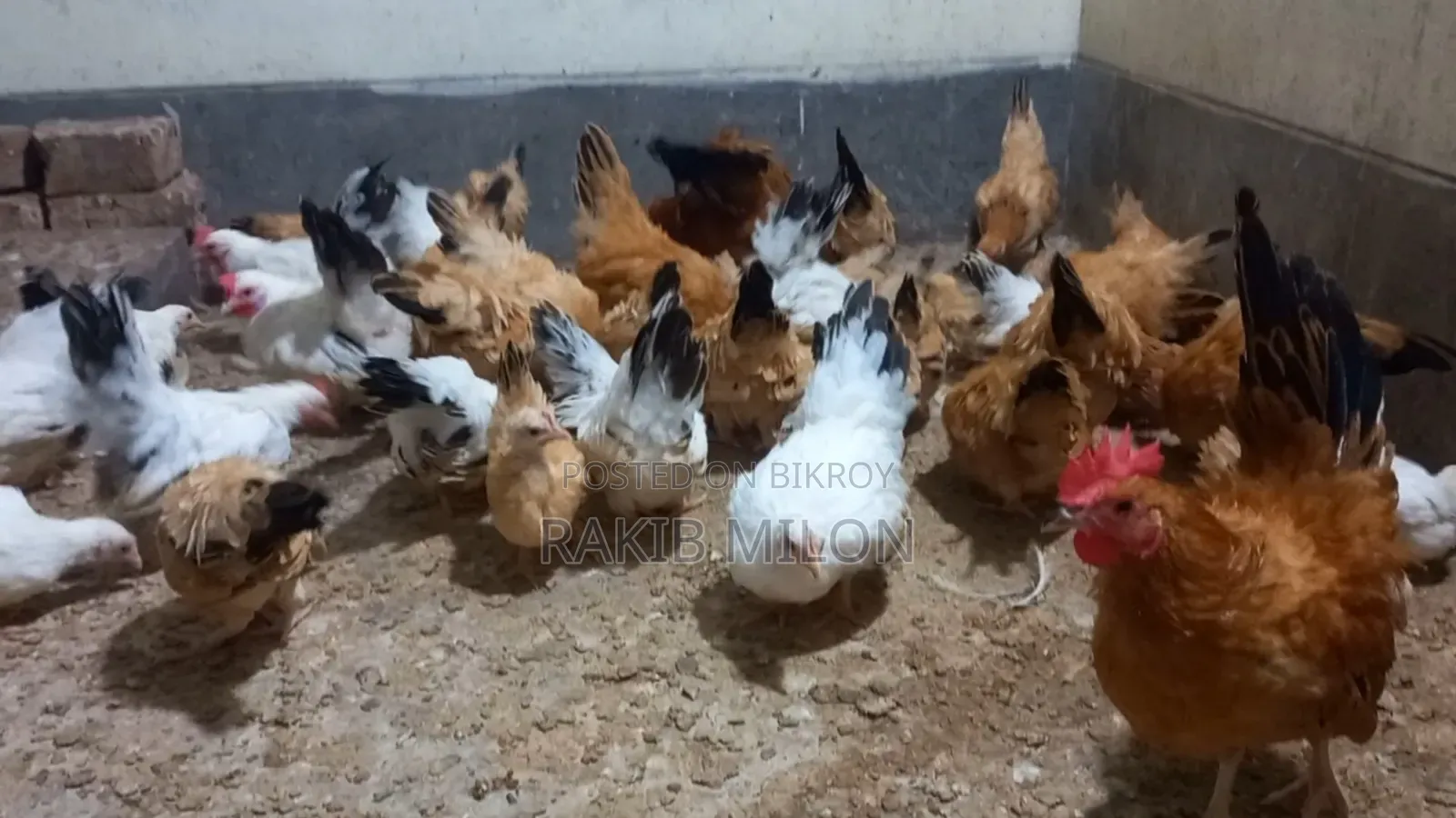 Japanese Bantam Rooster and Hen